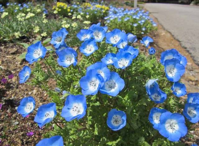 Annual flowers blooming without seedlings: name + photo