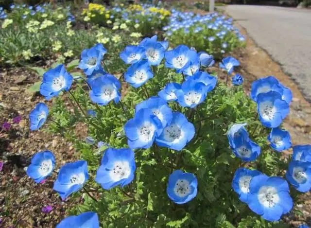 Annual flowers blooming without seedlings: name + photo