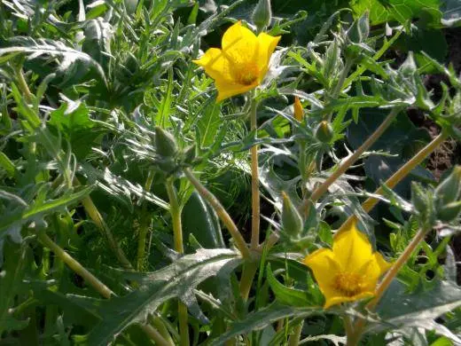 Annual flowers blooming without seedlings: name + photo