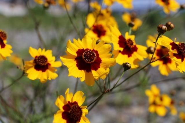 Annual flowers blooming without seedlings: name + photo