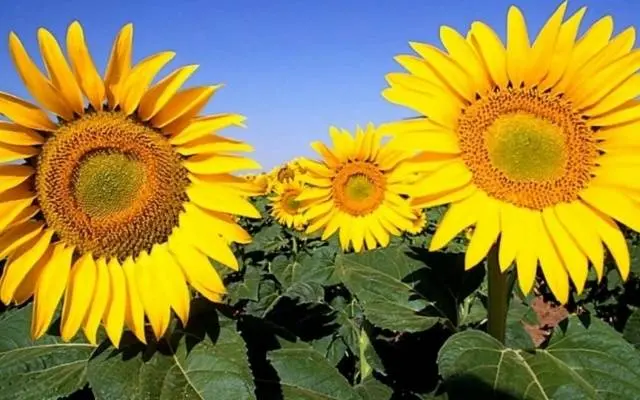 Annual flowers blooming without seedlings: name + photo