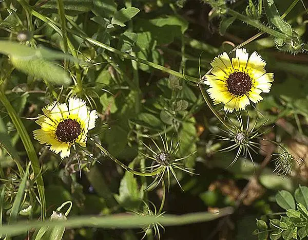 Annual flowers blooming without seedlings: name + photo