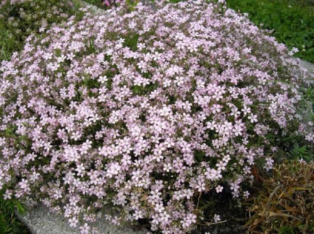 Annual flowers blooming without seedlings: name + photo