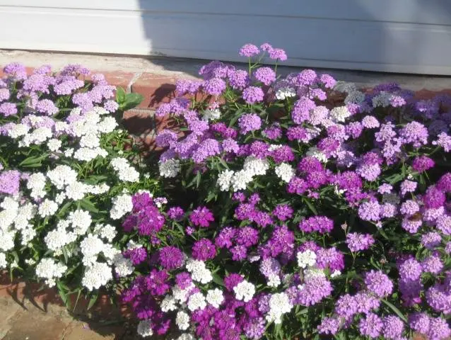 Annual flowers blooming without seedlings: name + photo