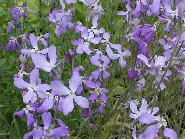 Annual flowers blooming without seedlings: name + photo