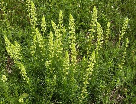 Annual flowers blooming without seedlings: name + photo