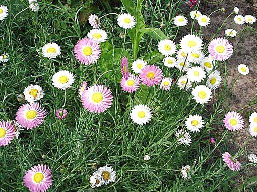 Annual flowers blooming without seedlings: name + photo