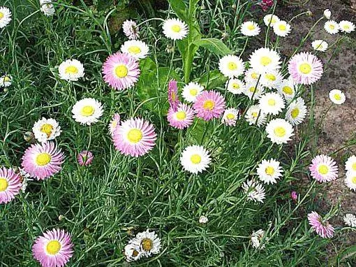 Annual flowers blooming without seedlings: name + photo