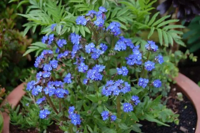 Annual flowers blooming without seedlings: name + photo