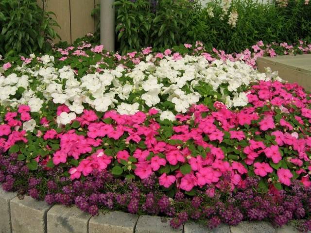 Annual flowers for flower beds: photo with names