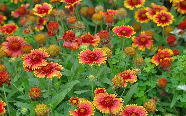 Annual flowers for flower beds: photo with names