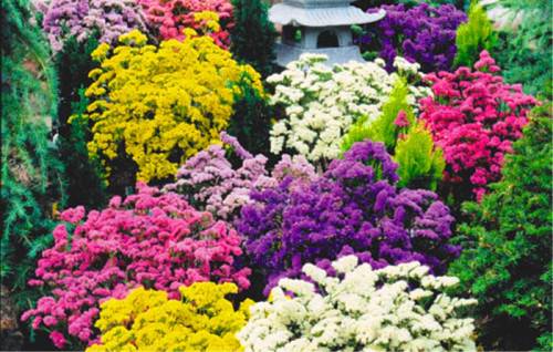 Annual flowers for flower beds: photo with names