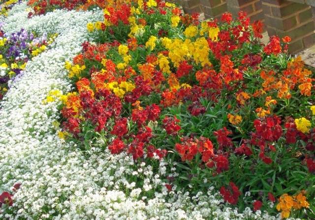 Annual flowers for flower beds: photo with names