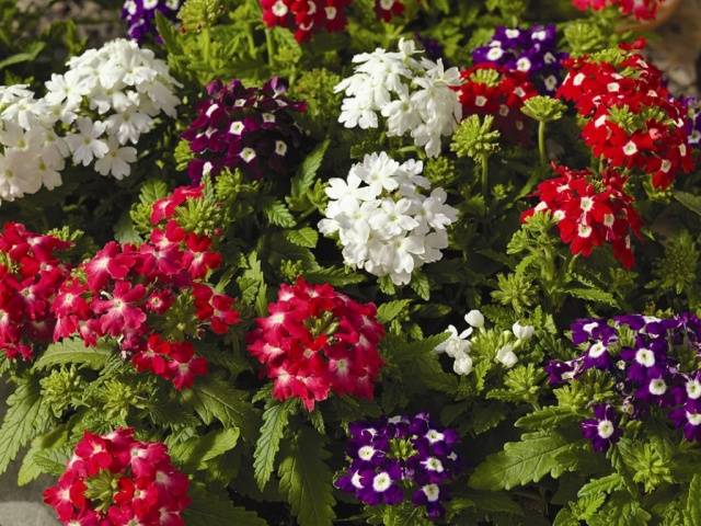 Annual flowers for flower beds: photo with names