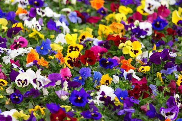 Annual flowers for flower beds: photo with names