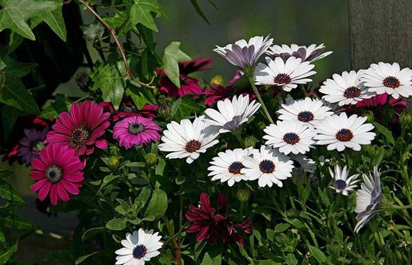 Annual flowers for flower beds: photo with names