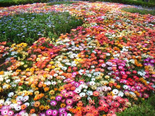 Annual flowers for flower beds: photo with names