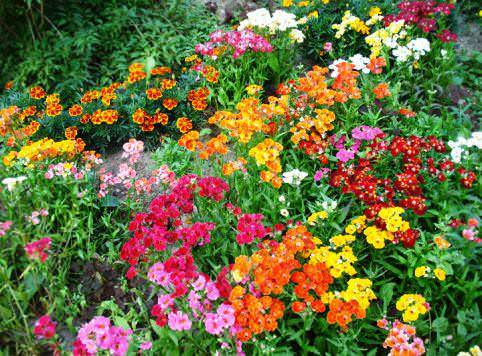 Annual flowers for flower beds: photo with names