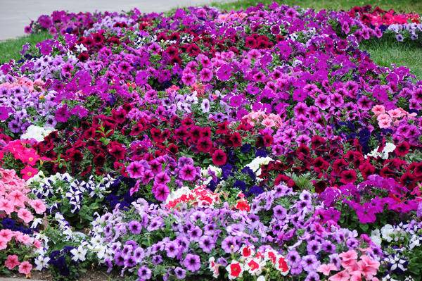 Annual flowers for flower beds: photo with names