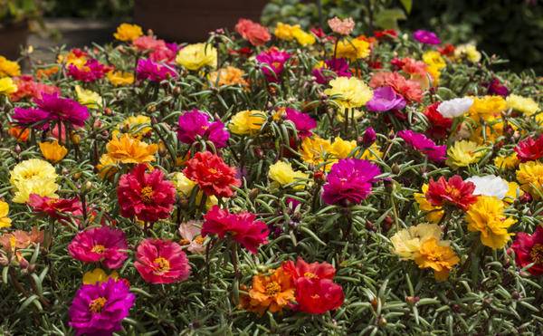 Annual flowers for flower beds: photo with names