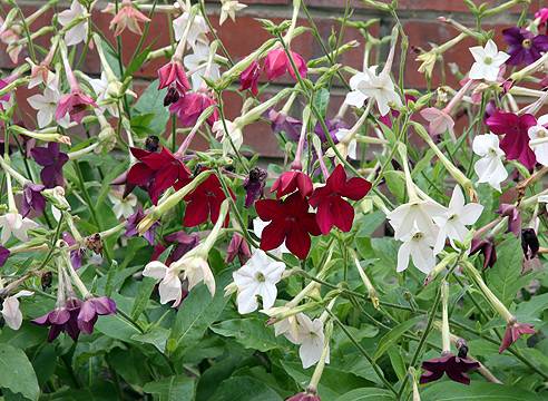 Annual flowers for flower beds: photo with names