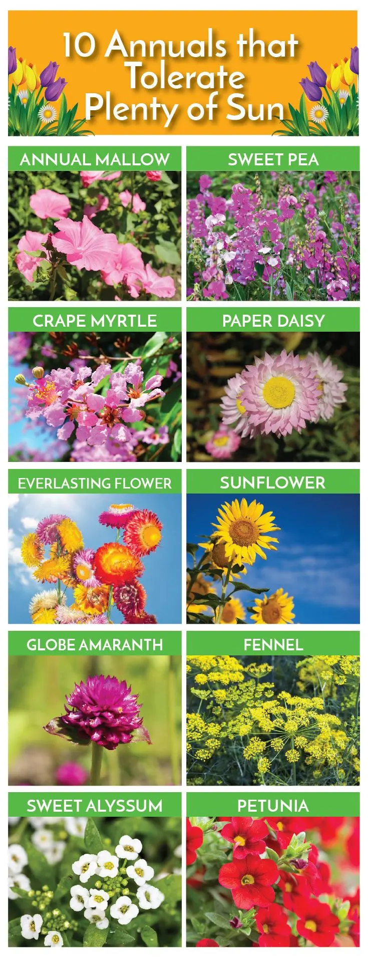 Annual flowers for flower beds: photo with names