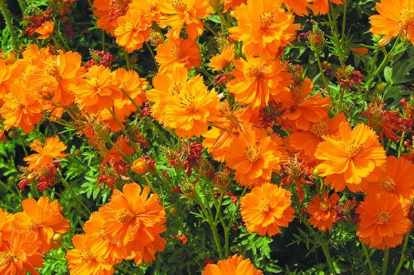 Annual flowers in the country blooming all summer: an overview