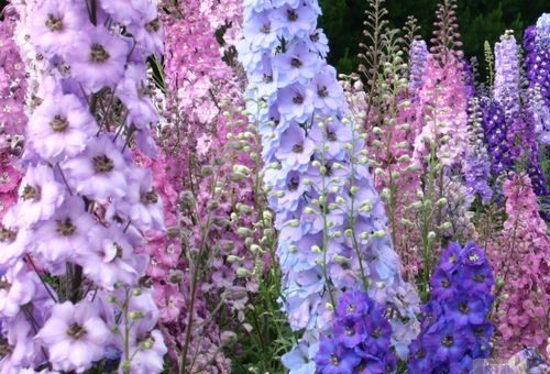 Annual flowers in the country blooming all summer: an overview