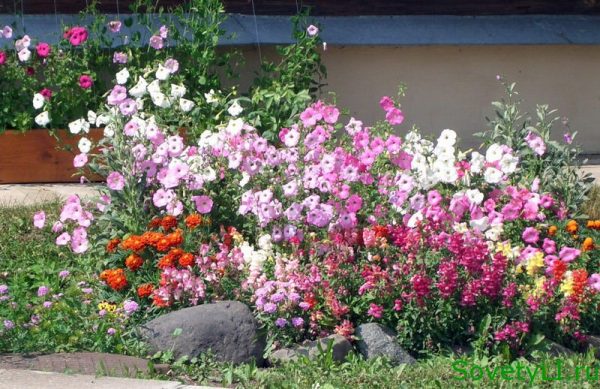 Annual flowers in the country blooming all summer: an overview