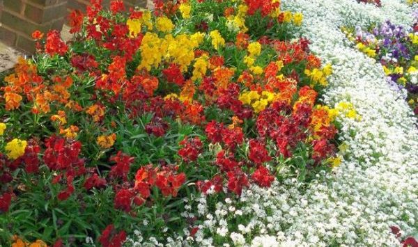 Annual flowers in the country blooming all summer: an overview