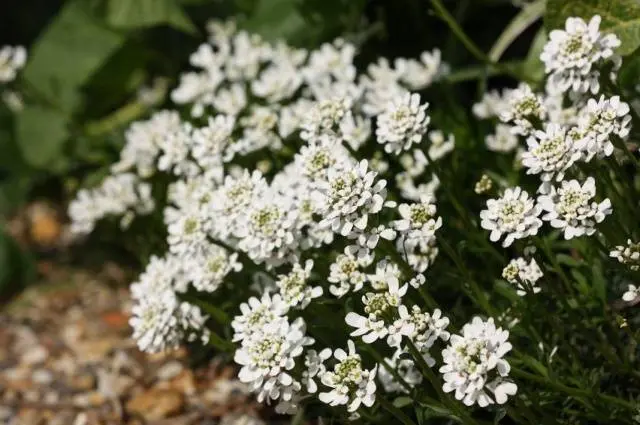 Annual garden flowers: photos and names