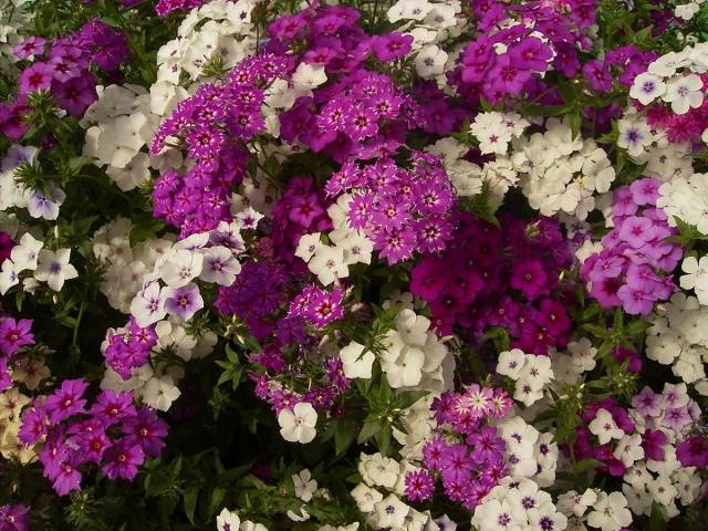 Annual phlox &#8211; growing from seeds