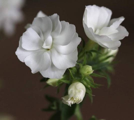 Annual phlox &#8211; growing from seeds