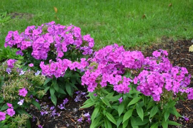 Annual phlox &#8211; growing from seeds