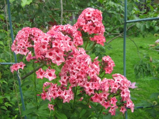 Annual phlox &#8211; growing from seeds