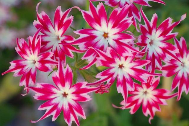 Annual phlox &#8211; growing from seeds