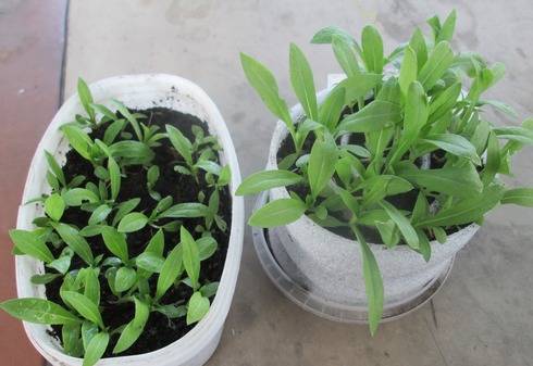 Annual phlox &#8211; growing from seeds