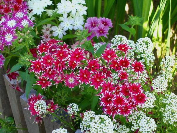 Annual phlox &#8211; growing from seeds