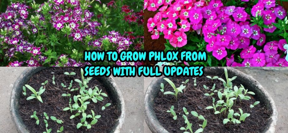 Annual phlox &#8211; growing from seeds