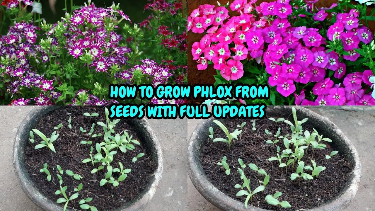 Annual phlox &#8211; growing from seeds