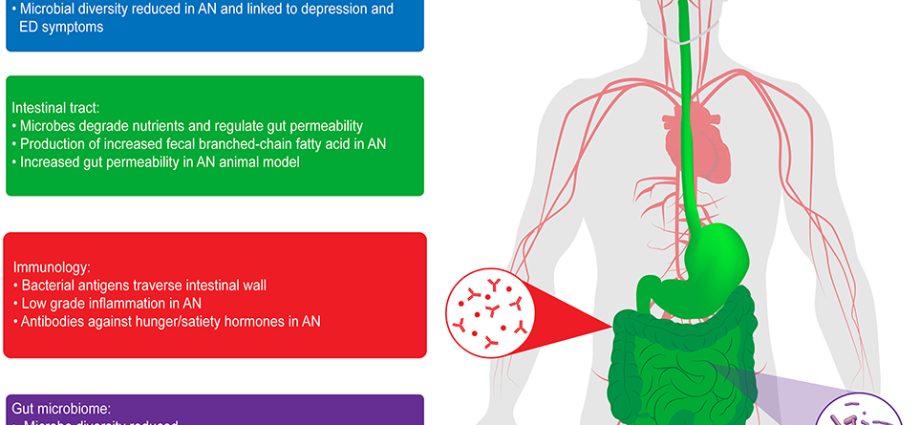 Anorexia disturbs the bacterial balance in the gut