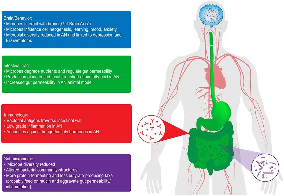 Anorexia disturbs the bacterial balance in the gut