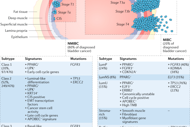 Another sequence responsible for bladder cancer has been discovered