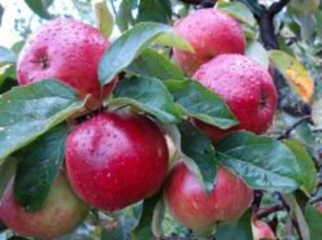 Antey apple variety: description and photo, reviews