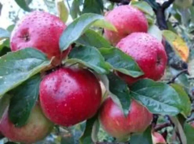 Antey apple variety: description and photo, reviews