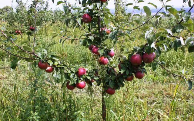 Antey apple variety: description and photo, reviews