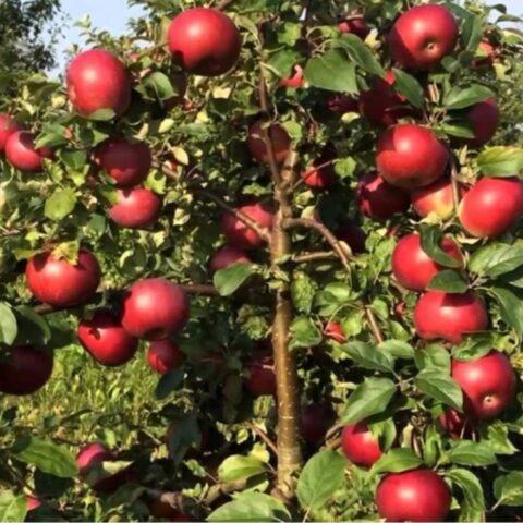 Antey apple variety: description and photo, reviews