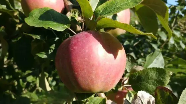 Antey apple variety: description and photo, reviews