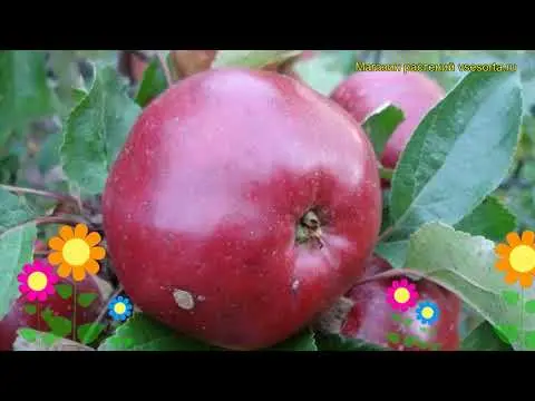 Antey apple variety: description and photo, reviews