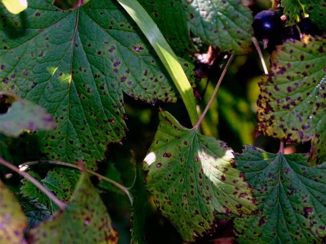 Anthracnose on currants: control measures, pathogen